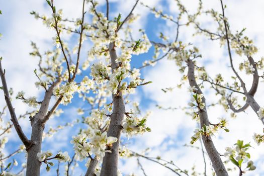 Blossoming plum branches reach up to the sky. White flowers of a fruit tree. Spring in the garden.