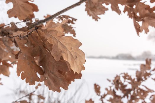 Oak branch with dry leaves on a winter snowy background.