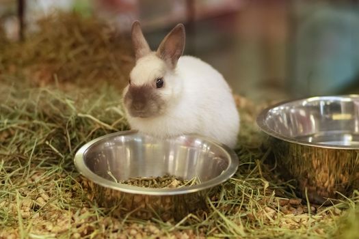 Rabbit for sale behind the glass showcase in a pet store
