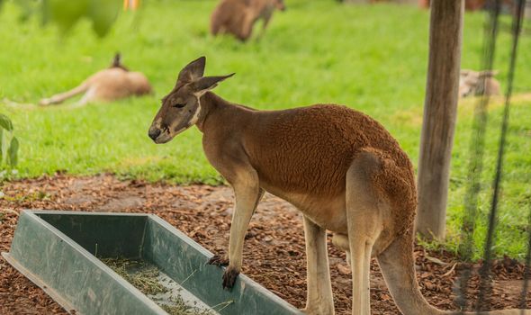 kangroo is sitting in the way