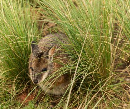 Sweet and tender little australian wombat in position marsupial