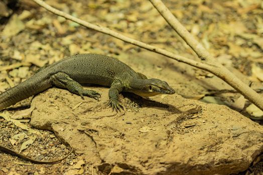 Monitor lizard or Varanus on top of the stone