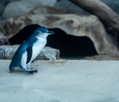 Penguin Group Leaping into Ocean