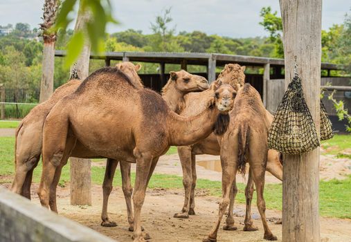 Group Of Camels walking on the zoo