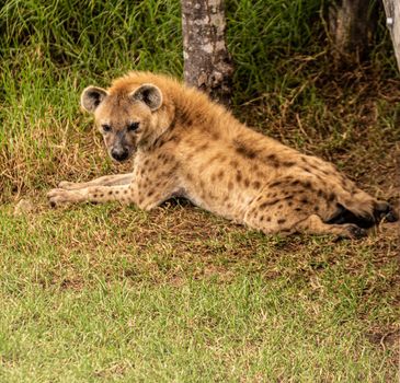 The spotted hyena also known Hyenas portrait