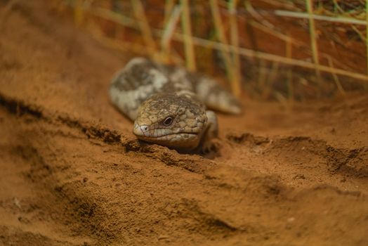 This skink curls its body around in this defence posture, offering its tail as an alternative target for a predator