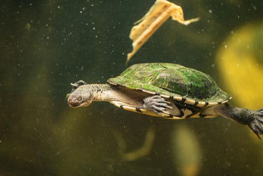 An endangered sea turtle in turquoise blue clear waters