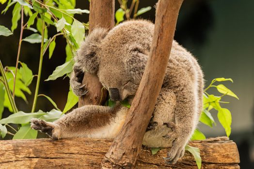 A koala is sleeping on the gum tree