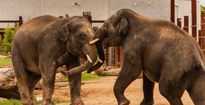 Two young elephants playing near the edge of Cage