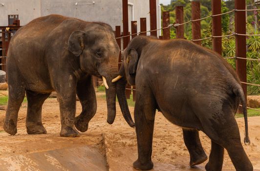 Two young elephants playing near the edge of Cage