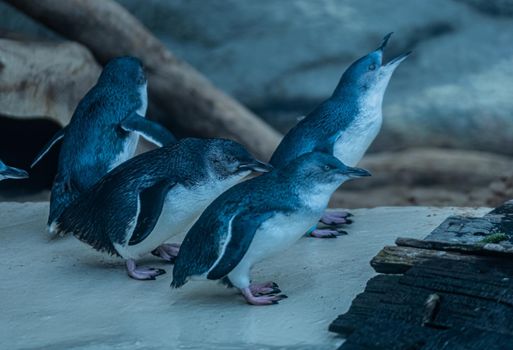 Penguin Group Leaping into Ocean