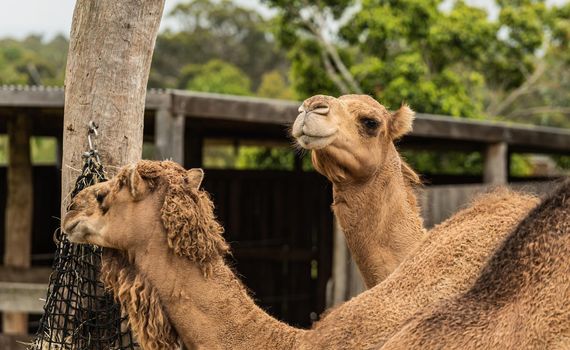 Group Of Camels walking on the zoo