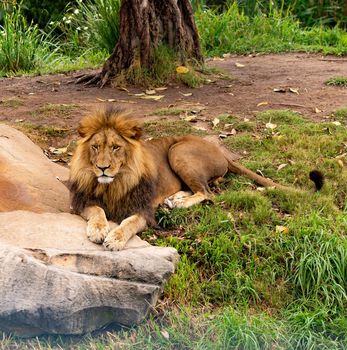 A lion is ready to go for a action