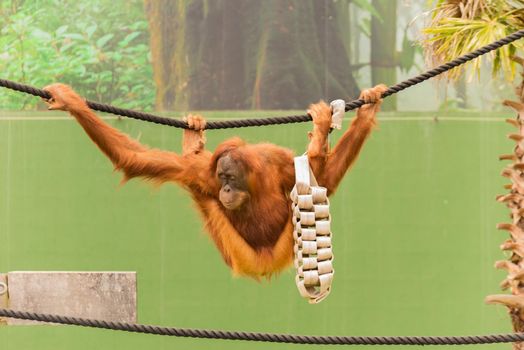 orangutan swinging on rope in a funny pose