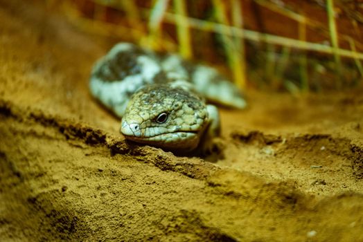 This skink curls its body around in this defence posture, offering its tail as an alternative target for a predator