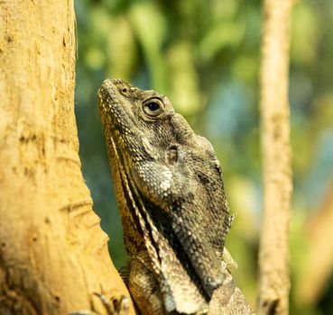 Lizard sitting on brown wood enjoying morning