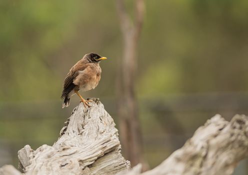 Close up shot of Myna bird