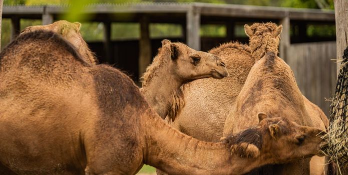 Group Of Camels walking on the zoo