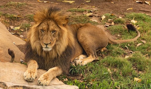 A real angry of lion on the forest