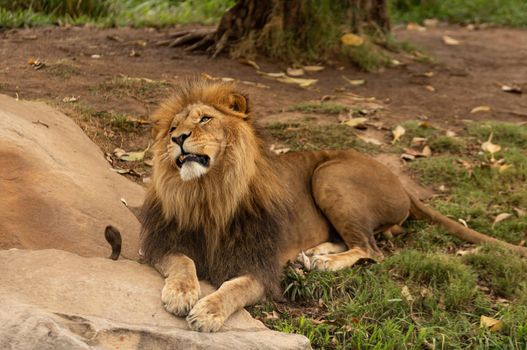 A lion is just look at the sky definitely not for a meal