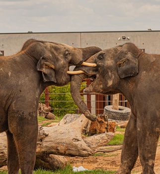 two young elephants wrestling, elephants fight