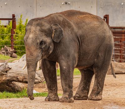 Animal with long trunk,tusks,large ear flaps, massive legs