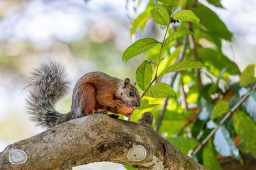 Variegated squirrel (Sciurus variegatoides) near river Tarcoles Crocodile Bridge. Costa rica wildlife