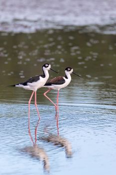 The black-necked stilt (Himantopus mexicanus) is a locally abundant shorebird of American wetlands and coastlines. River Tarcoles, Wildlife and birdwatching in Costa Rica.