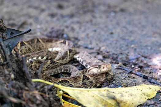 Danger and deadly venomous snake Terciopelo (Bothrops asper), resting near tourist path in National Park Carara, Costa Rica wildlife.