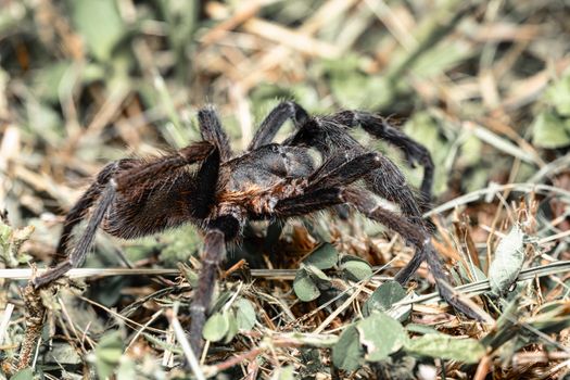 big scary tarantula spider walking and hunting on the ground at night. Tarantula (Sericopelma melanotarsum). Curubande de Liberia, Costa Rica wildlife