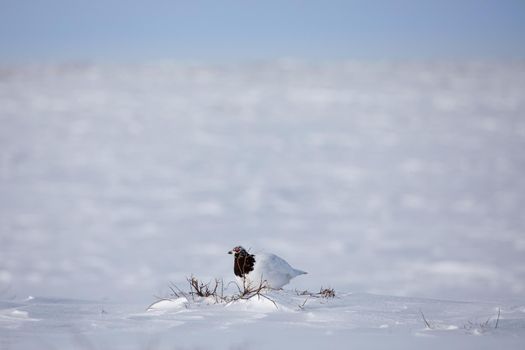 Adult male rock ptarmigan, Lagopus mutus, surveying its territory while sitting in snow with willow branches in the background, near Arviat, Nunavut