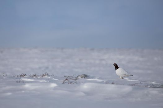 Adult male rock ptarmigan, Lagopus mutus, surveying its territory while sitting in snow with willow branches in the background, near Arviat, Nunavut