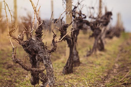 Spring pruned vine. Selective focus