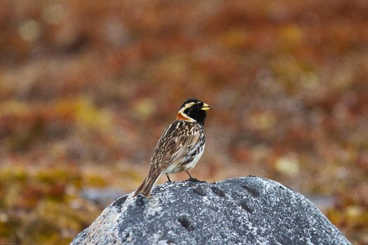 Lapland longspur bird standing on a rock, near Arviat, Nunavut Canada. High quality photo