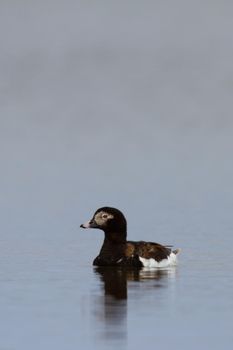 Close-up of a male long-tailed duck, found near Arviat, Nunavut Canada