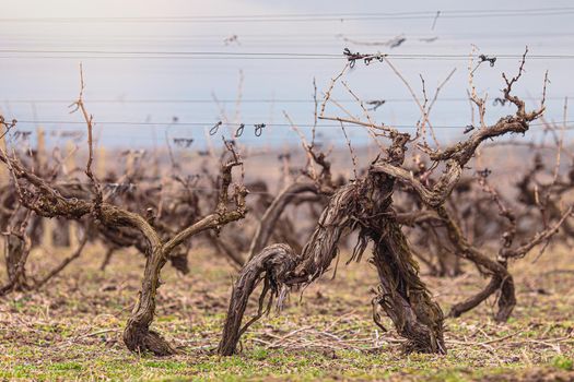 Spring pruned vine. Selective focus