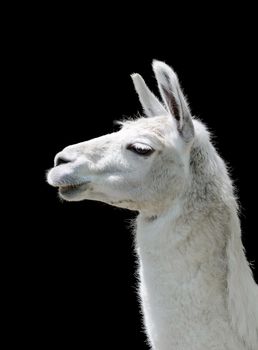 Portrait of a white llama Lama glama isolated on black background. Side view