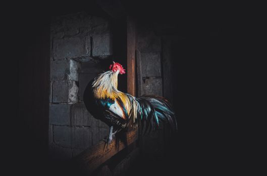 beautiful rooster with a long tail looks up, poultry