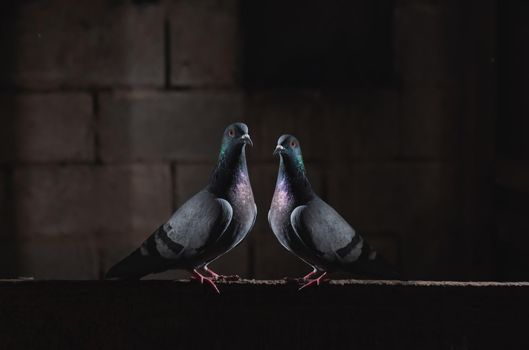 pair of pigeons sitting in the dark, poultry