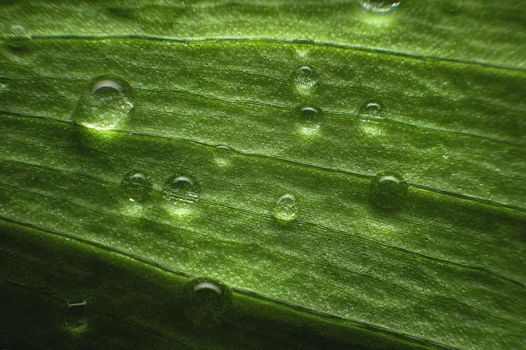 Extreme close-up of fresh green leaves with dew drops as background. Macro structure green leaf background with water drops in shallow depth of field.