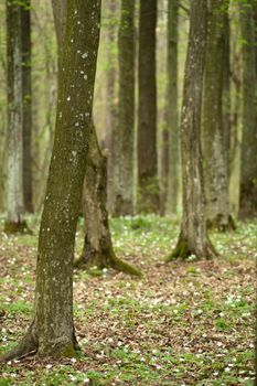 Tree trunks in a spring forest, Nowiny, Poland