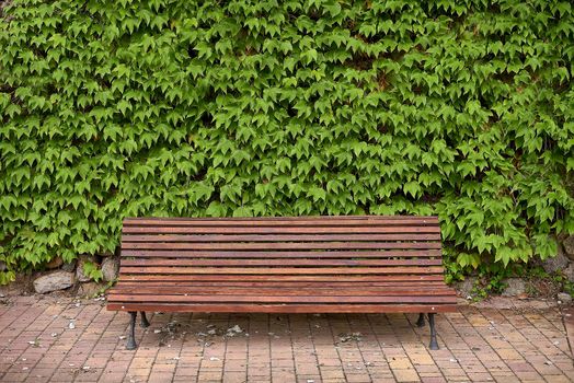 Lone wooden park bench surrounded by ivy, front view, green, brown wooden boards, empty space.