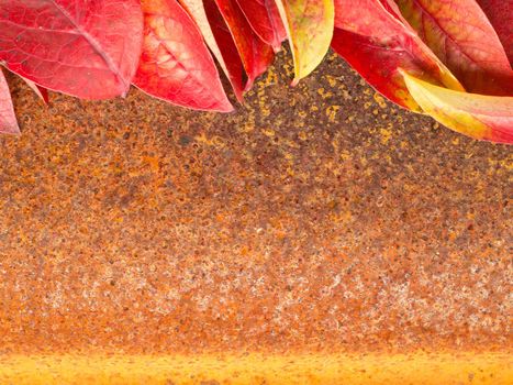 autumn leaf on rusty metall background