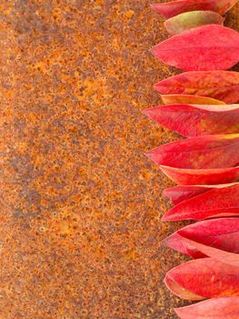 autumn leaf on rust metall background