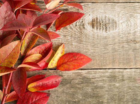 autumn leaves on wood background