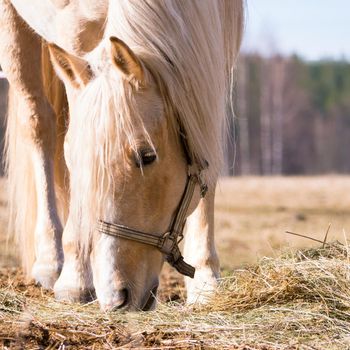 Female horse eating dry hay on the field in sunlight