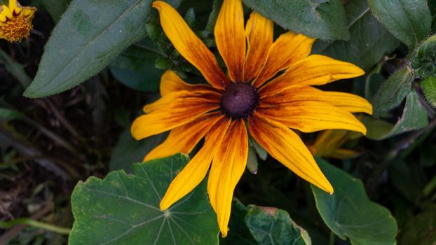 Yellow-brown oneflower close-up against the background of green foliage and small inflorescences.