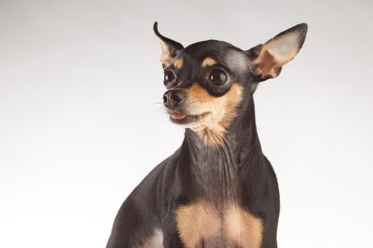 toy terrier studio portrait on white background