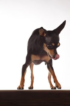 toy terrier studio portrait on white background