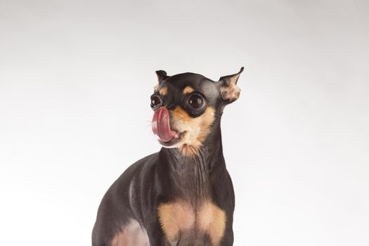 toy terrier studio portrait on white background